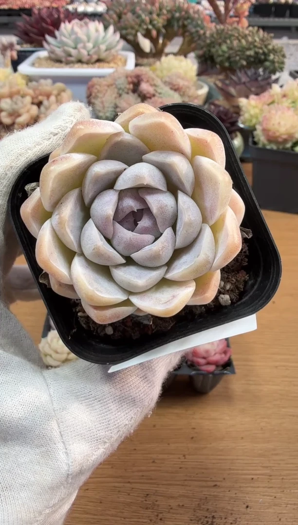 东云多肉园二店-165