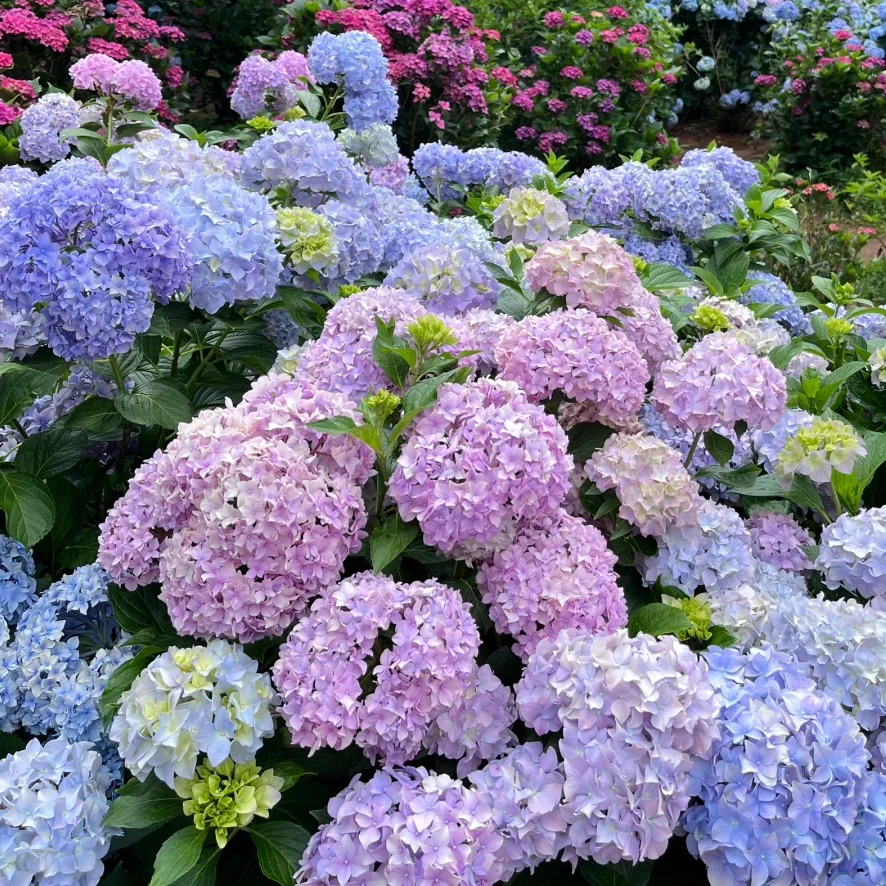 福利小绣球鲜花3支 包邮【1单中通 2单顺丰或京东】云南基地直发