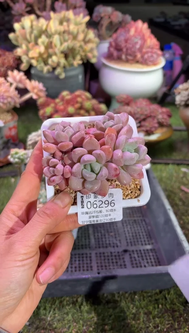 【闪购商品】06296