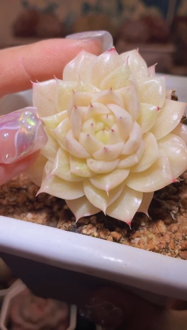 【闪购商品】111麦秆优选