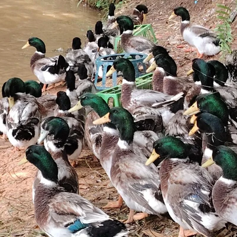 大种脱温麻鸭青头鸭水鸭宠物鸭蛋鸭活体包邮到家