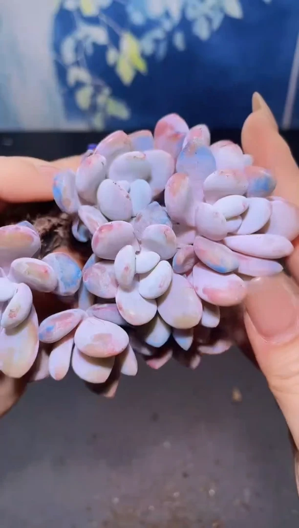 【闪购商品】071粉兔朵朵多肉