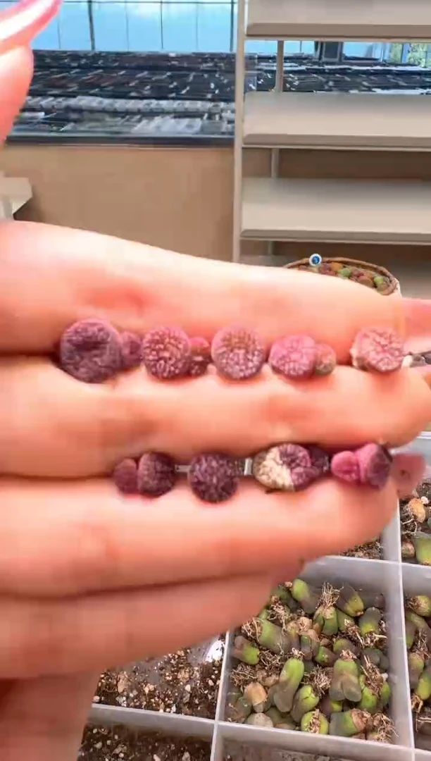 2-71多肉植物肉锥