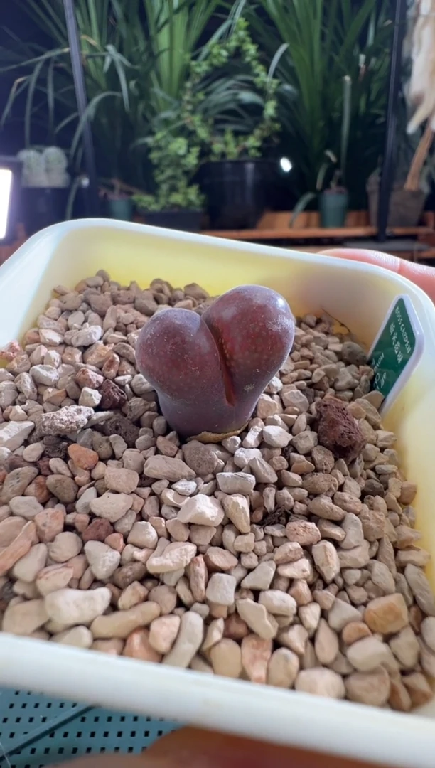 749.....草莓蛋糕1.8cm