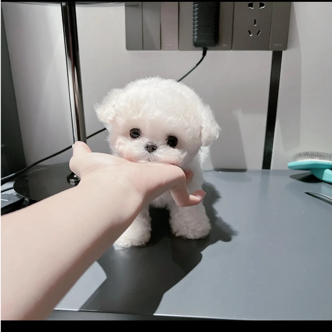 凯哥家的韩系比熊