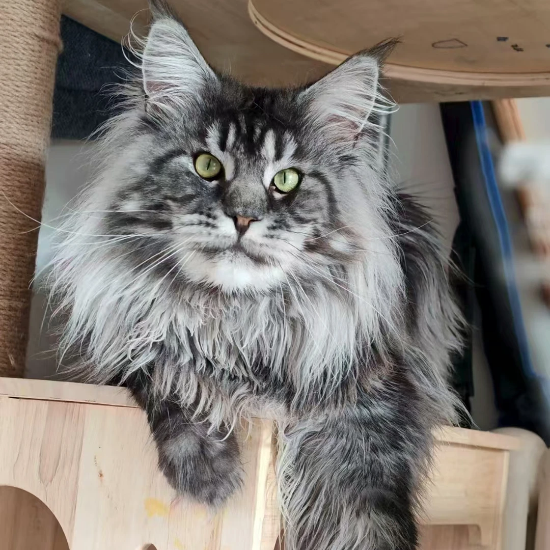 （豆姐）缅因猫纯俄血缅因猫