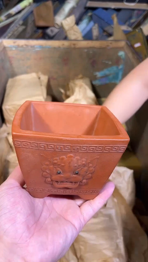 黄杨木11111111111111111