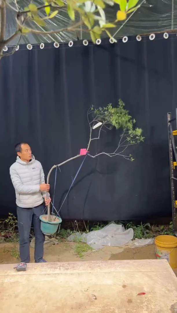 当前无花朵，栽培后可花朵幸*  海岛栀子花