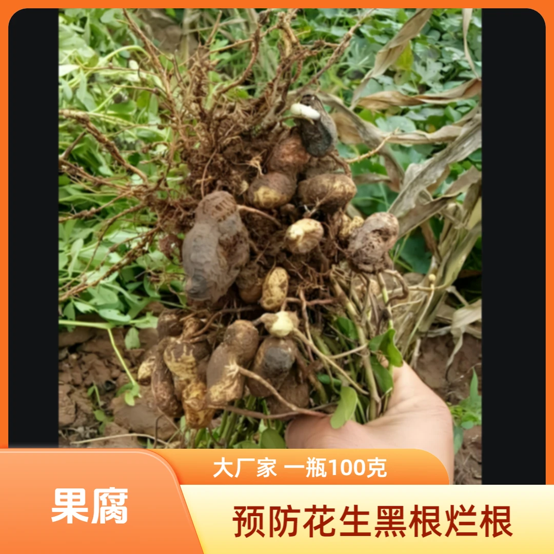 【果腐黑果】花生因缺素的黑果烂根等预防叶面水溶肥