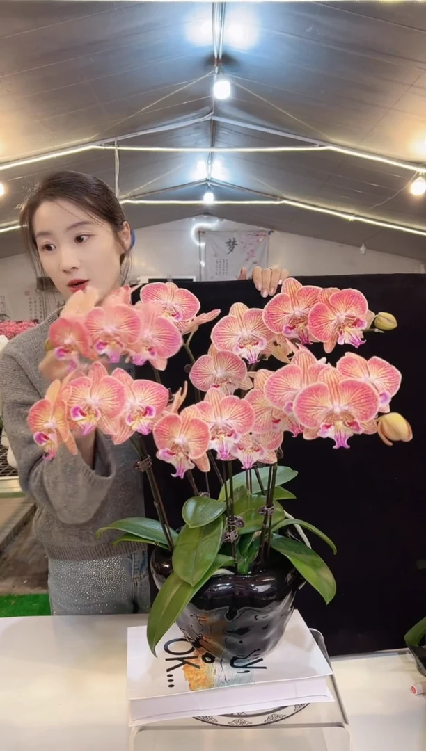 大部分开放少量花苞金绿意