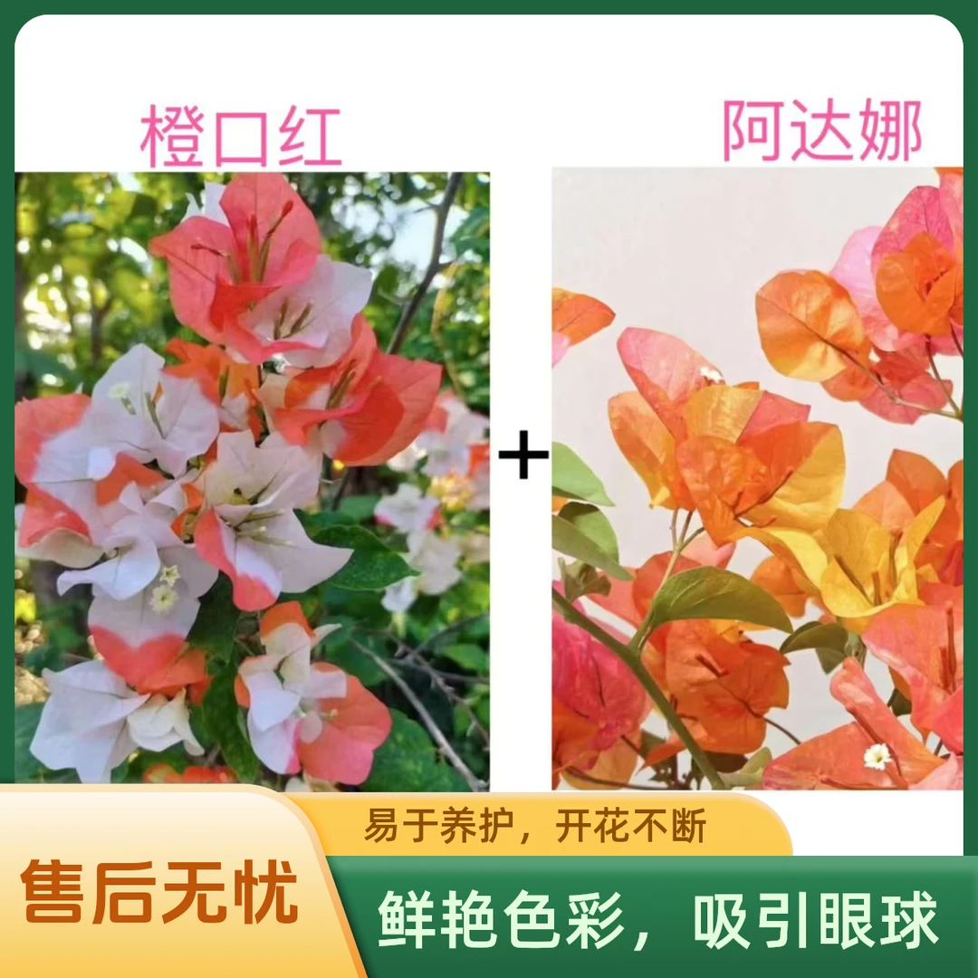 阿达娜+橙口红（名贵组合）到手2颗三角梅基地直发不带花不带盆