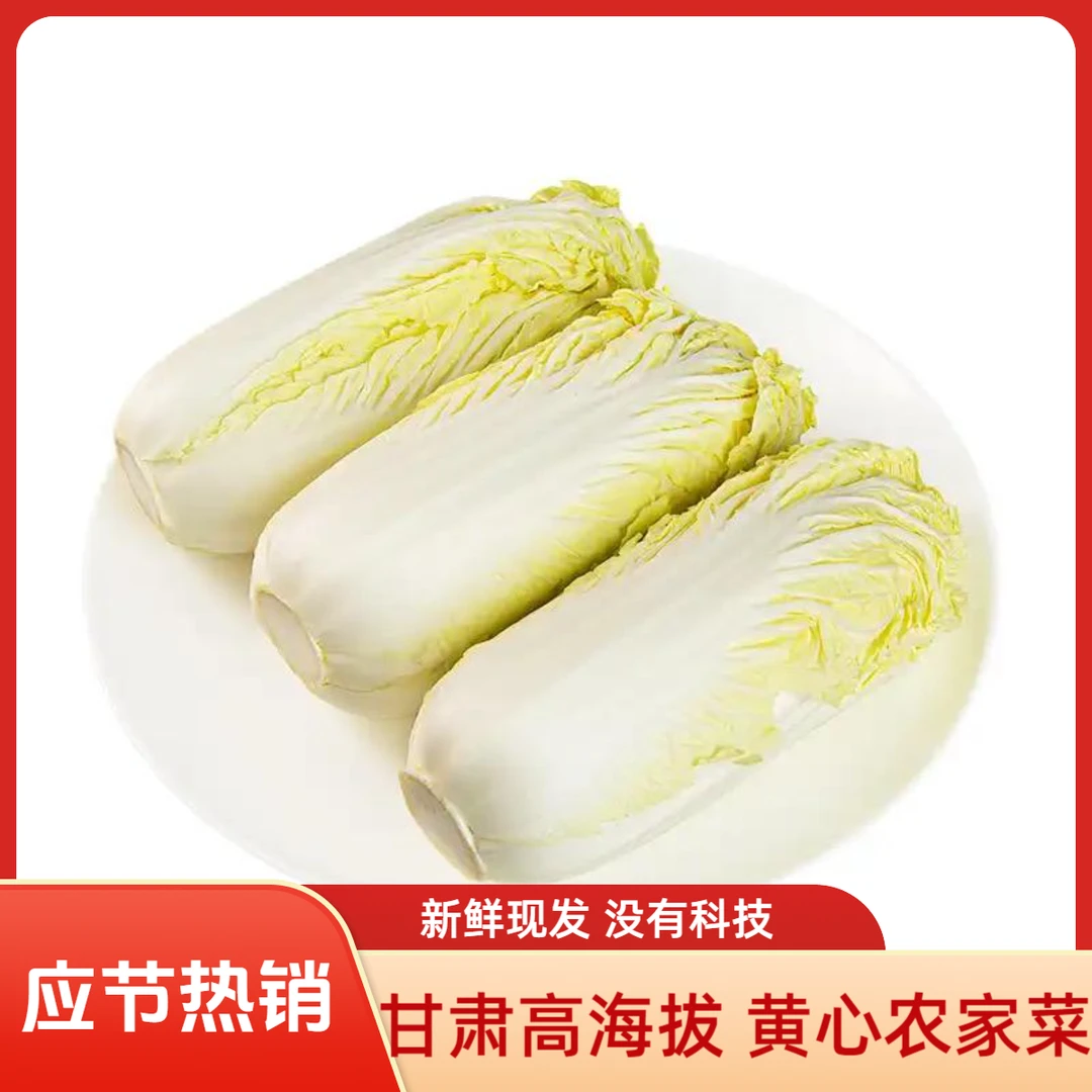 甘肃高原新鲜现砍黄心娃娃菜新鲜嫩脆甘甜口感好露天种植霜打菜