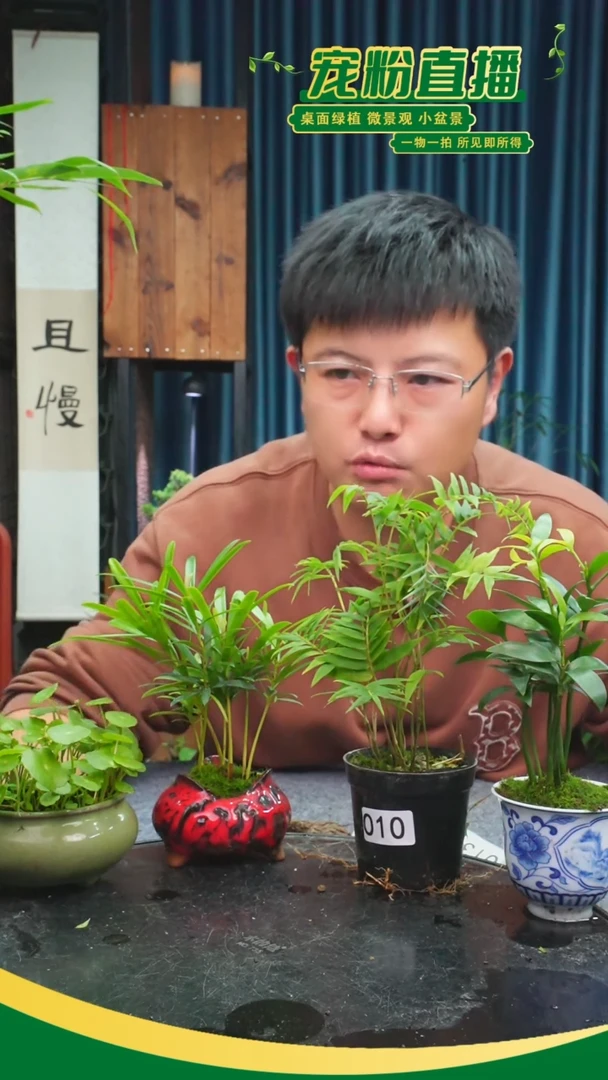无花朵用****4苔藓微景观010号