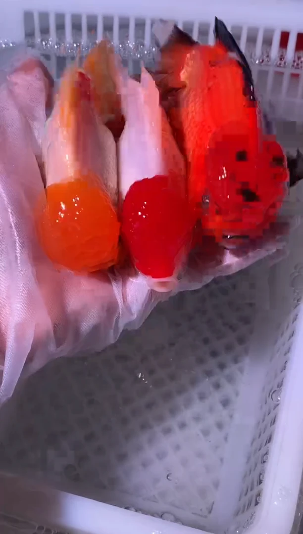 金鱼一物一拍闪购链接/无开箱视频不售后