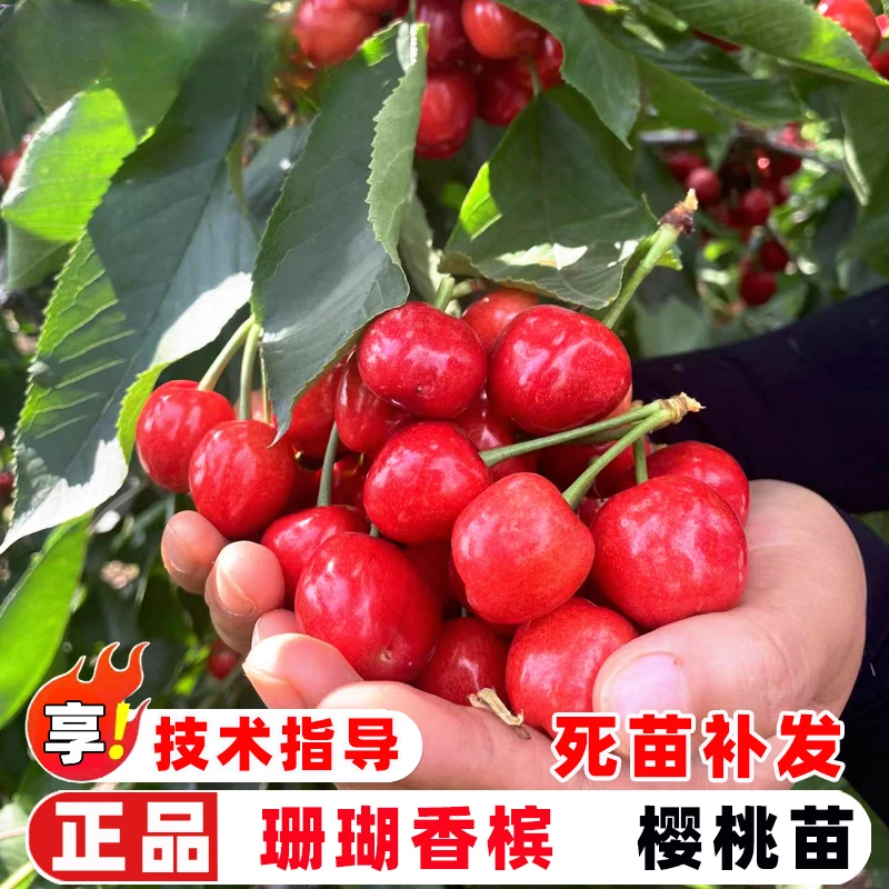 车厘子树苗嫁接珊瑚香槟大樱桃树苗南方早熟樱桃苗北方庭院盆地栽