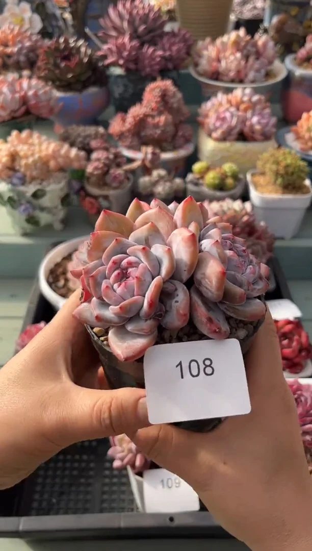 108三头石榴子多肉