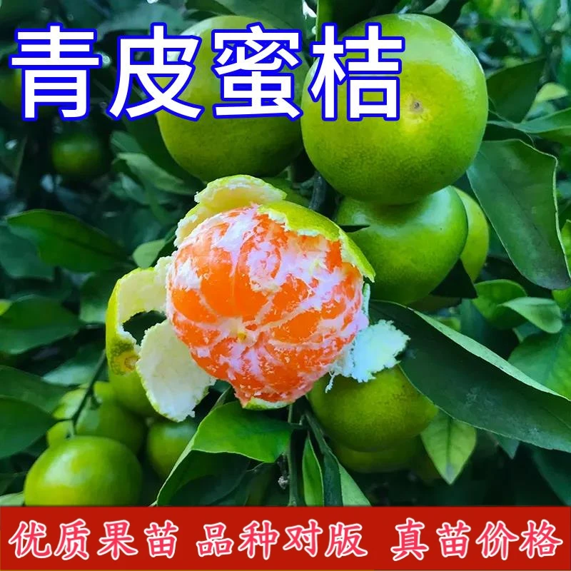 青皮蜜桔苗嫁接盆栽特早熟无籽桔子庭院地栽带土蜜橘树苗当年结果