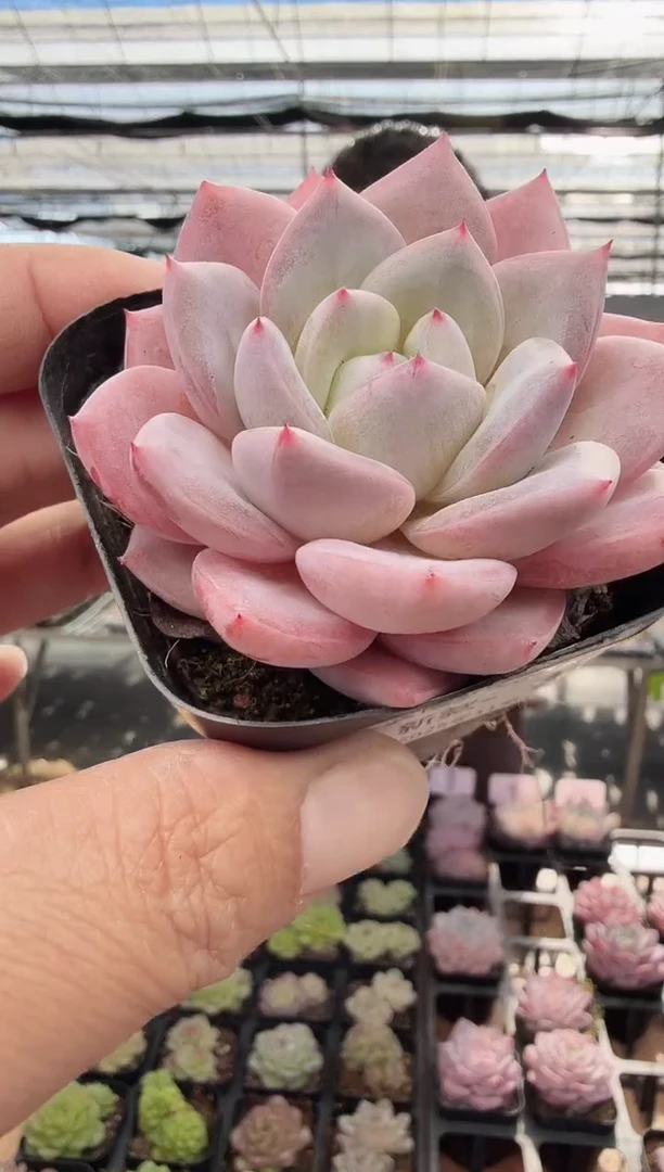 东云多肉园新款-39