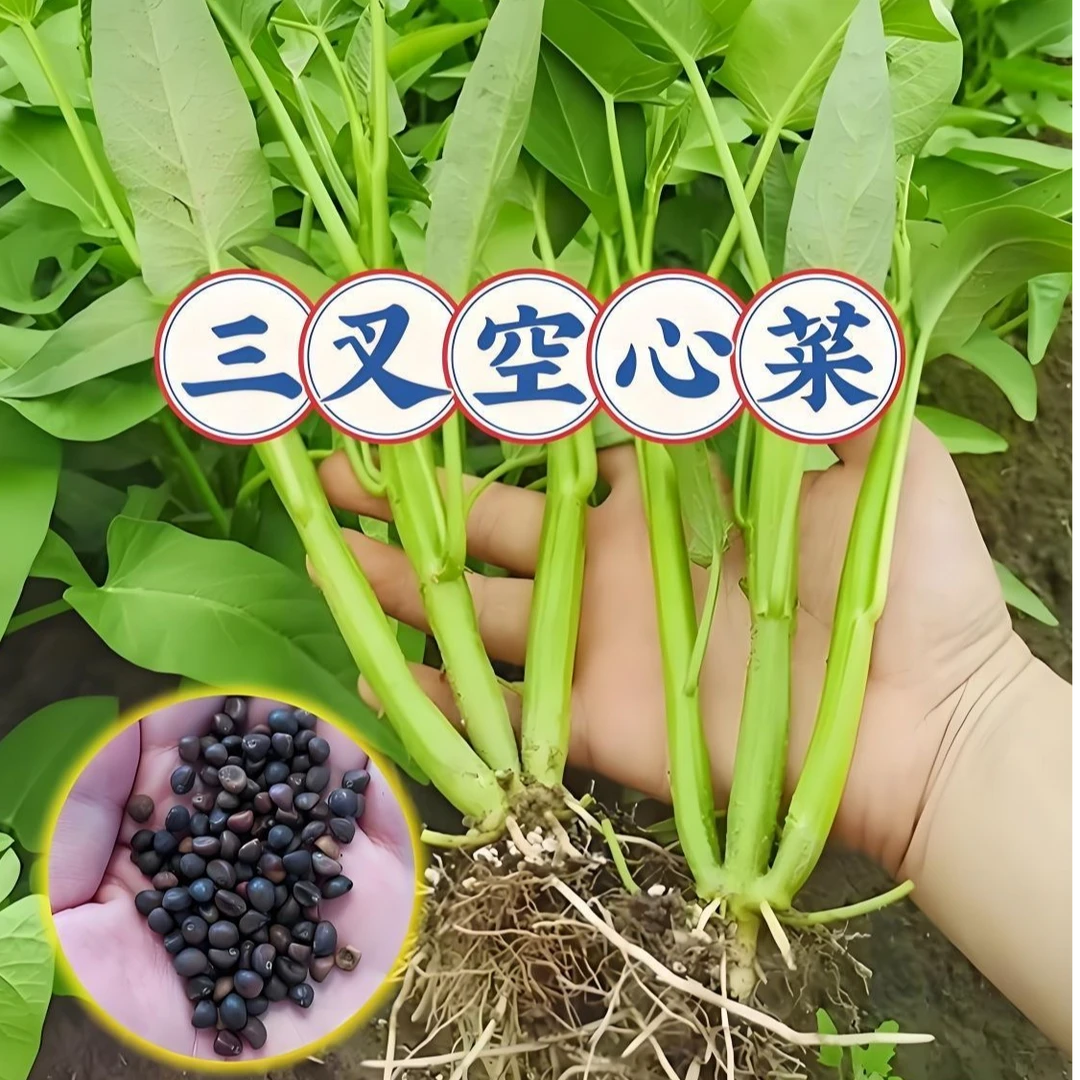 三叉空心菜种子四季高产耐热可多次采收适合阳台盆栽