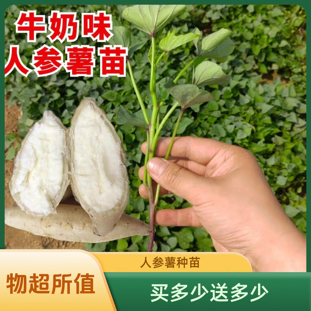 【人参薯种苗】地瓜苗番薯苗西瓜红苗烟薯苗紫薯苗脱毒原种一代苗