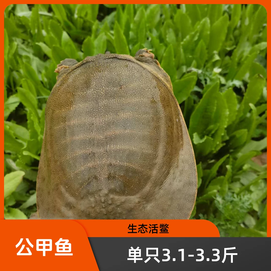 单只3.1-3.3斤（发一只）公鲜活甲鱼青黄背黄油外塘鲜活甲鱼