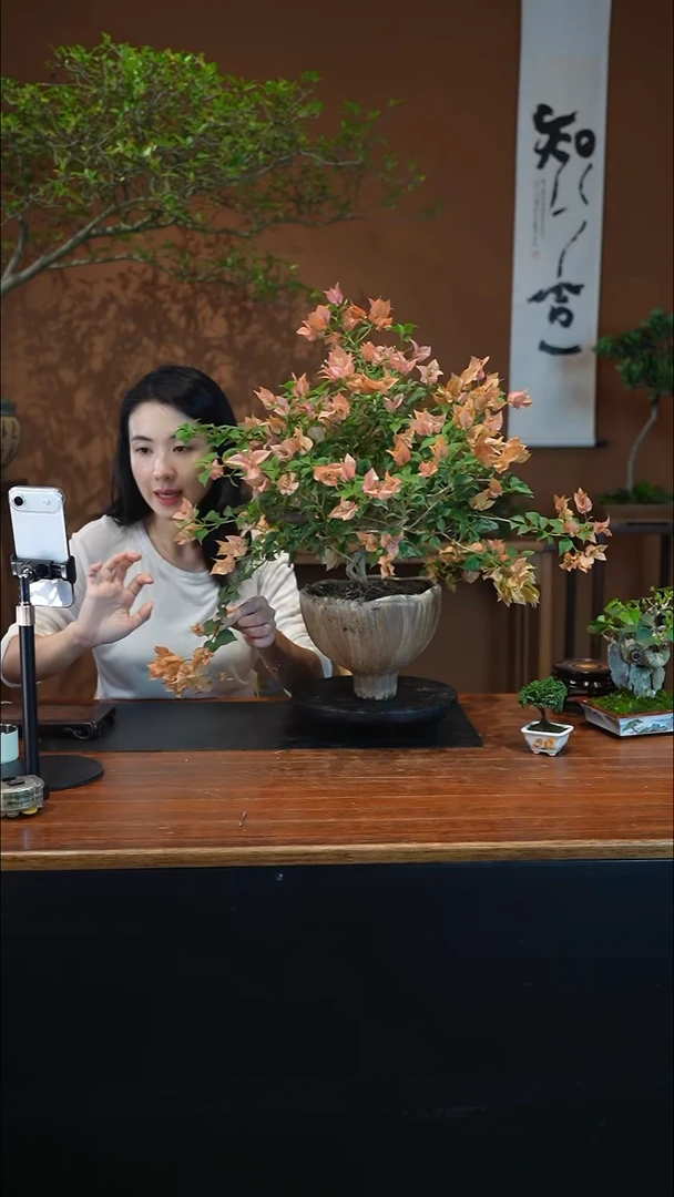 全部花朵三角梅盆景盆景盆景
