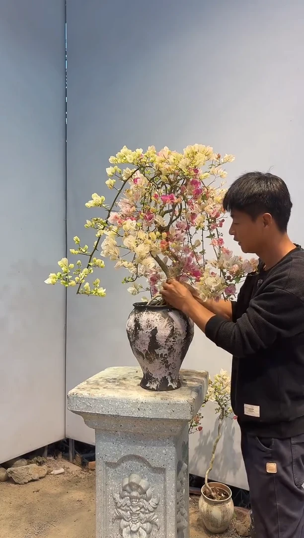 以实际为准三角梅70