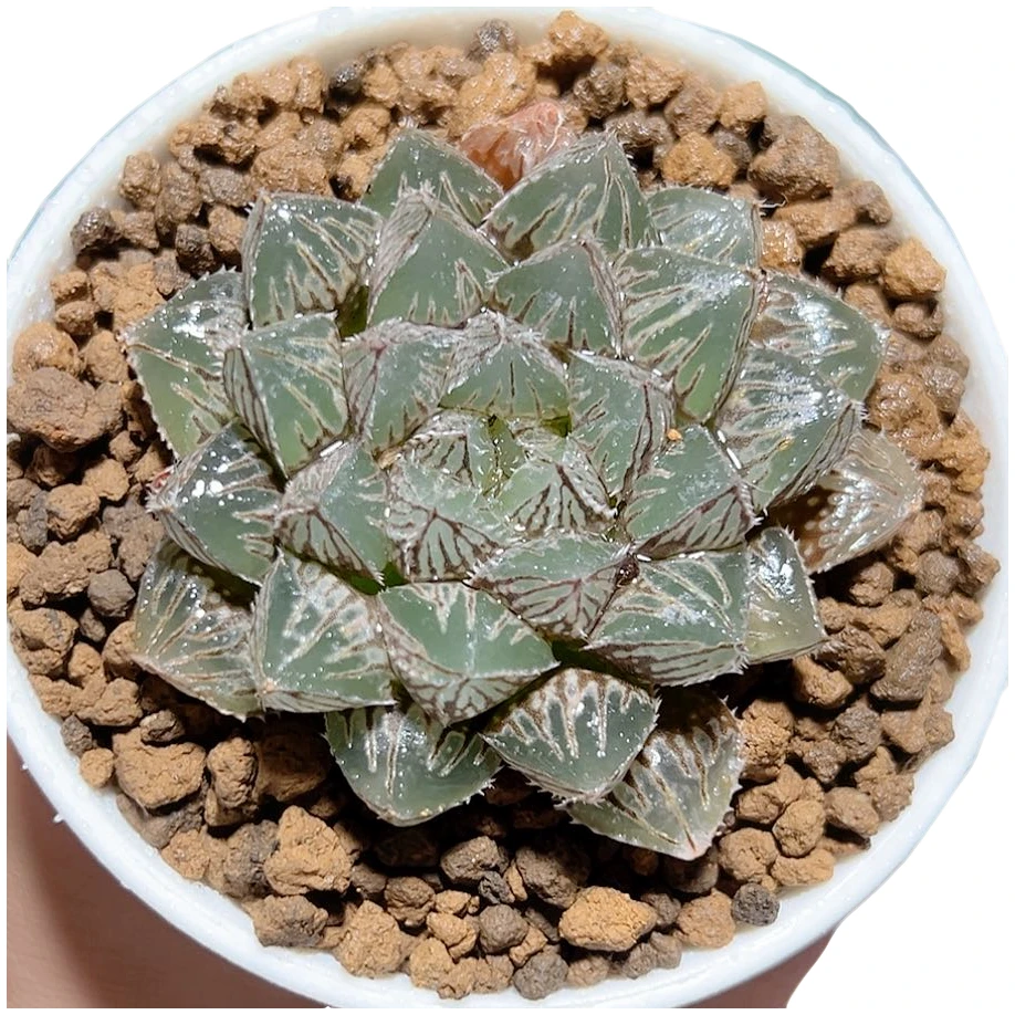 大叶楼兰【满十八发货】原盆带土