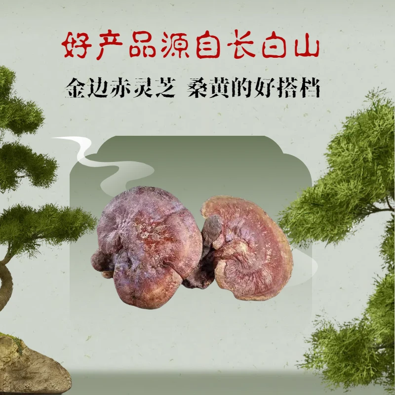 长白山高品质金边赤灵芝 林下产地精选