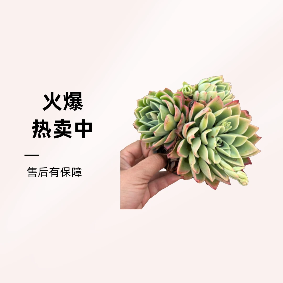 三色堇多肉植物   全场满12.9包邮不满到付，偏远地区满200包邮