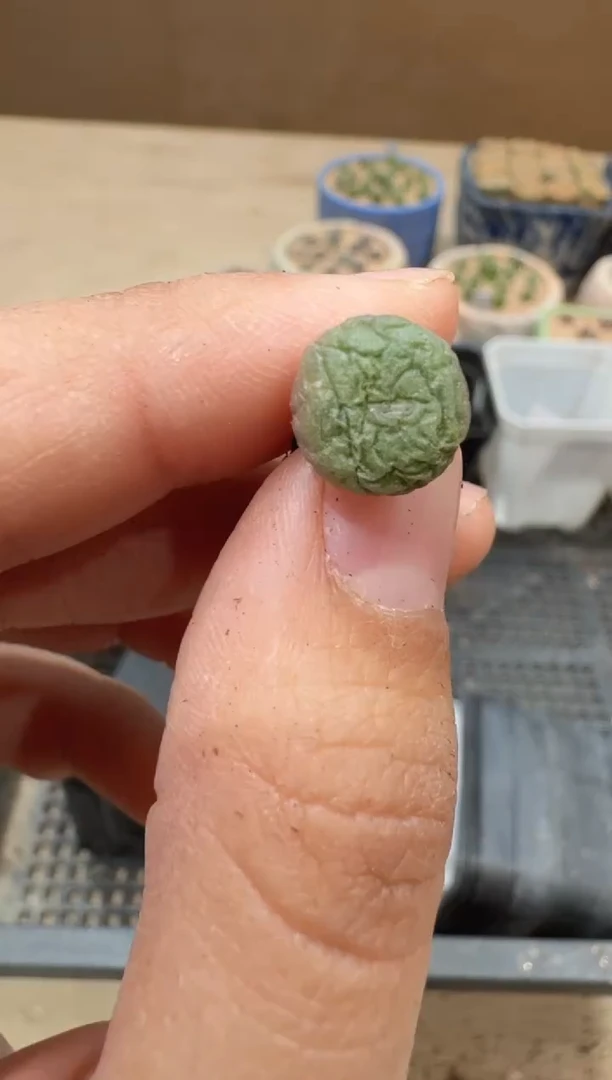 多肉植物肉锥16-25