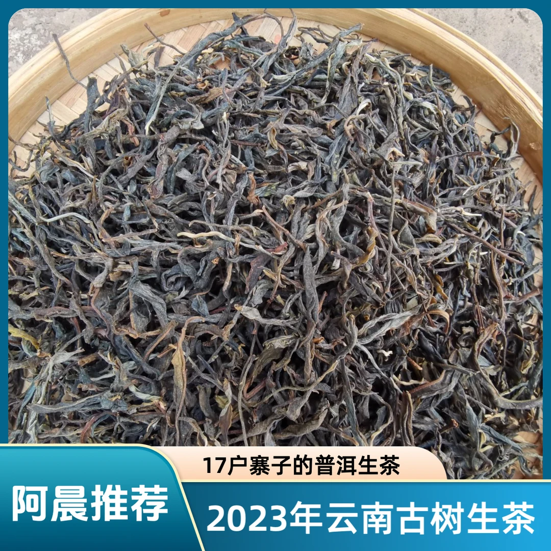 【普洱老家阿晨推荐】17户寨子的普洱生茶 2023年普洱古树春茶生茶