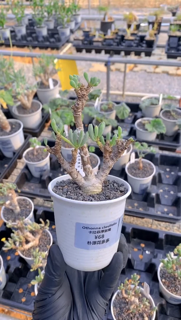 【闪购商品】卡拉菲厚敦菊FB-212