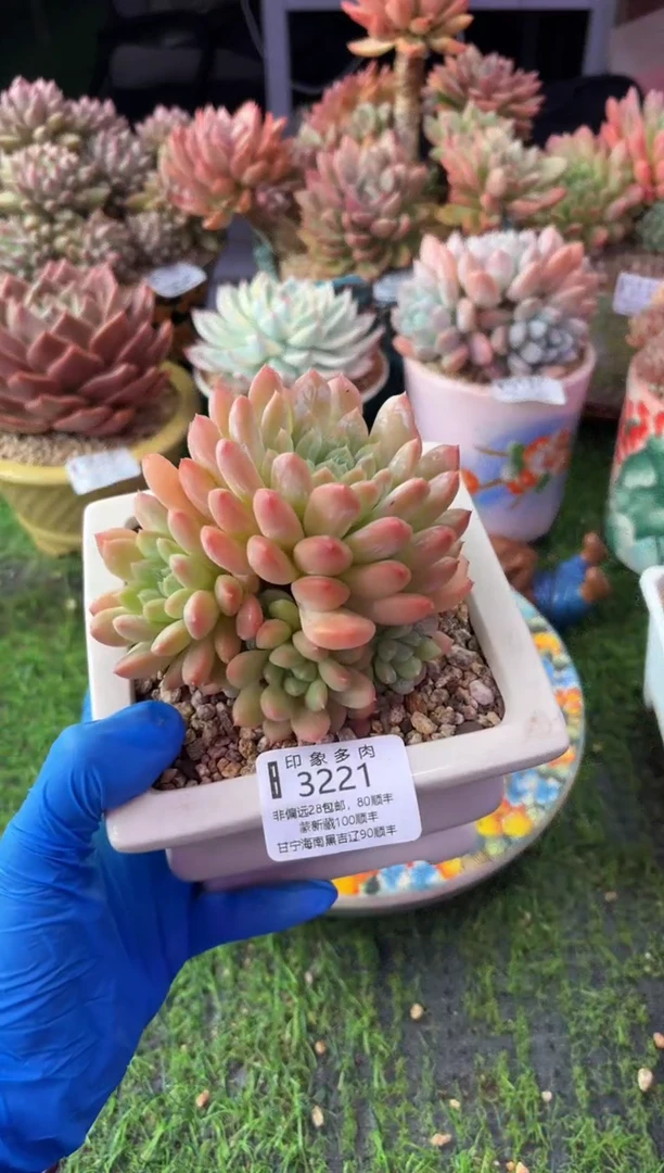 昆明印象多肉3221