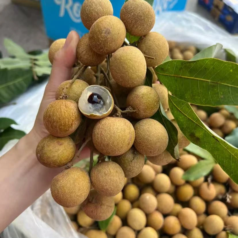 广东湛江2025新鲜石颊龙眼每天现摘现发纯甜无酸