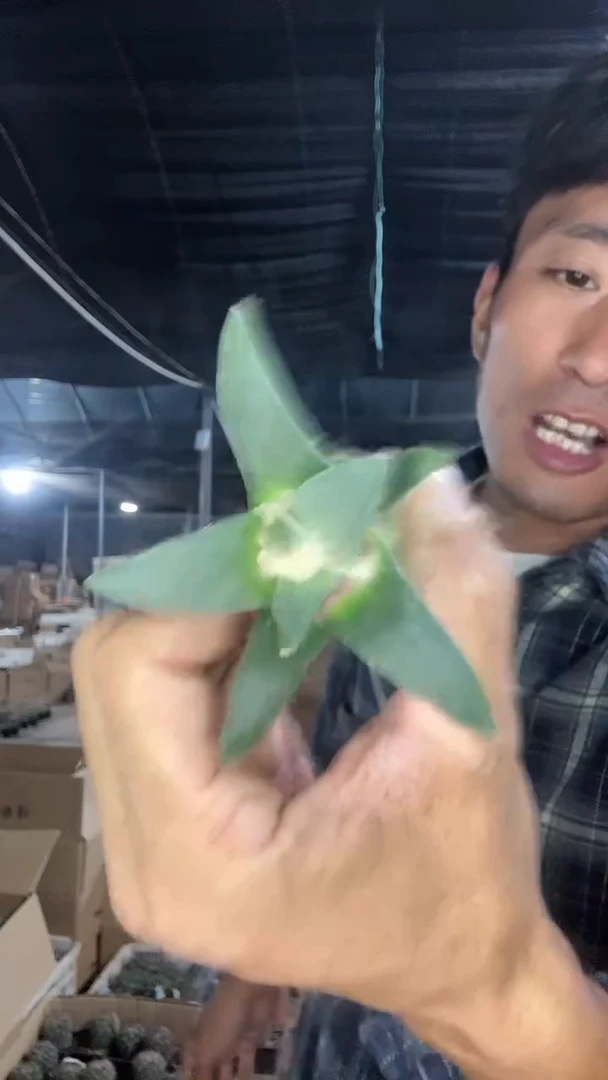 实生岩牡丹18.99