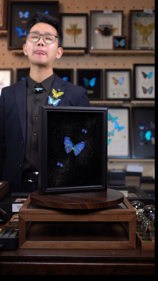 西风闪蝶+2雅灰蝶银河款10寸