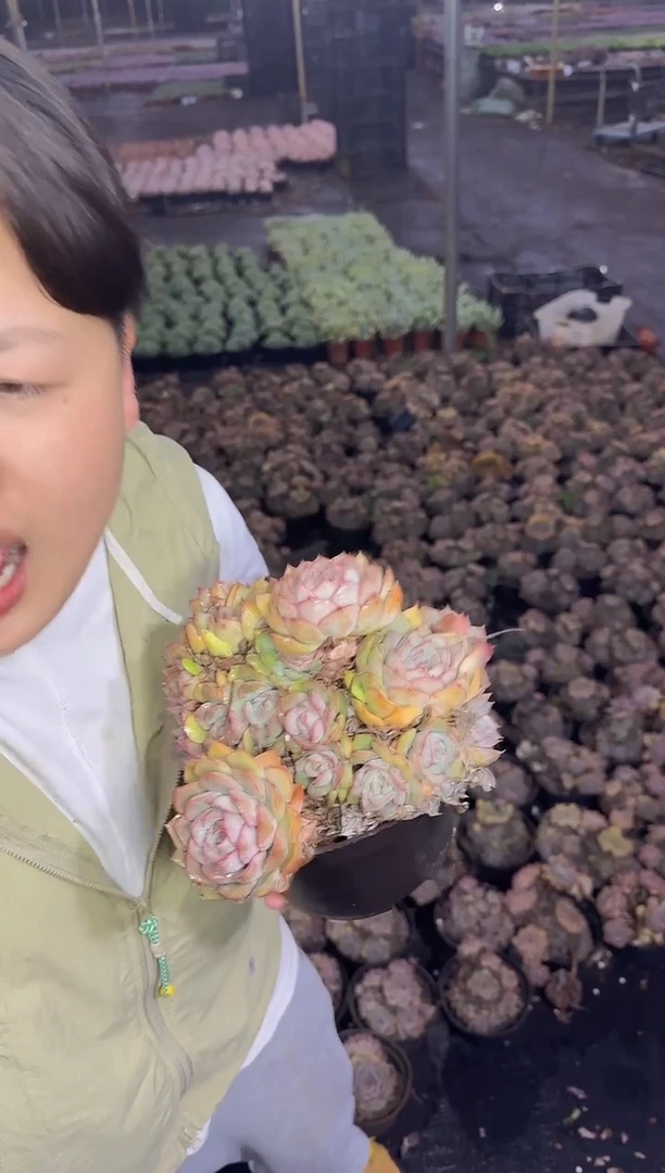 艾格利亚玫瑰9.99