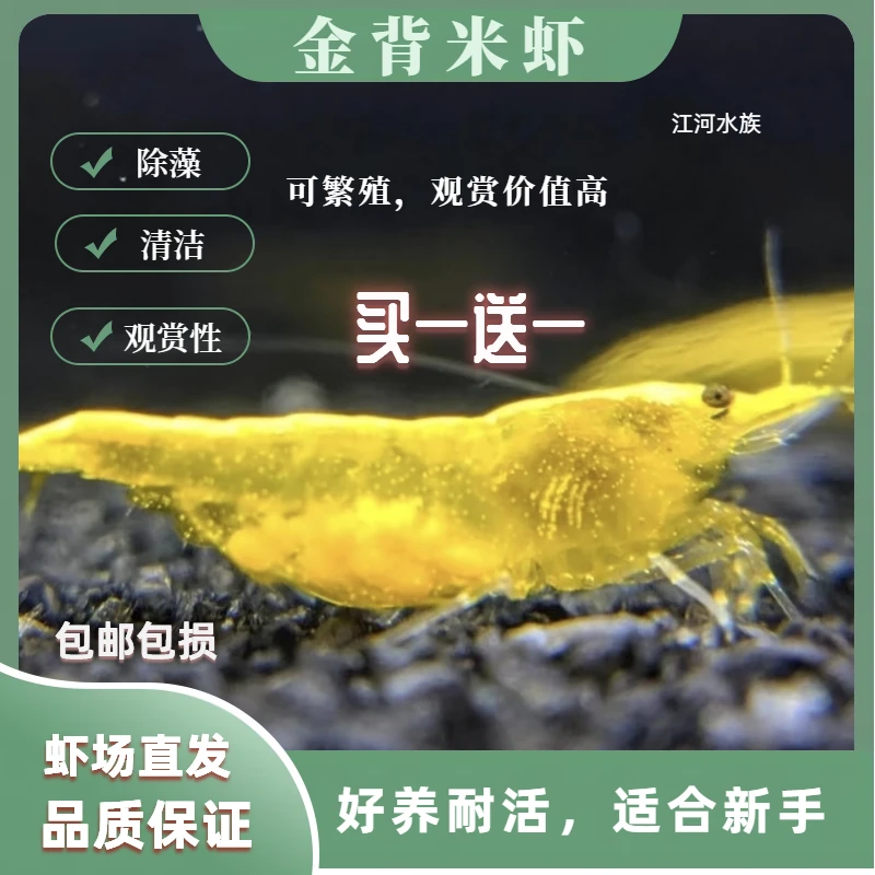 1.金背虾黄米虾宠物观赏淡水除藻清洁小虾鱼缸清洁工具虾观赏虾