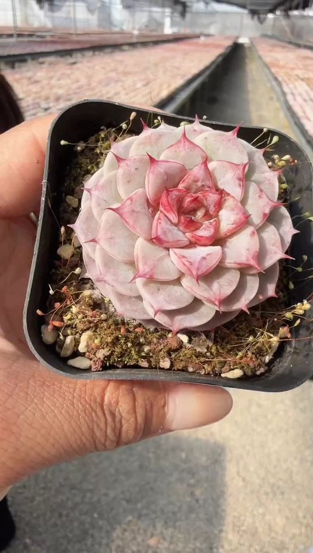 东云多肉园新款-120