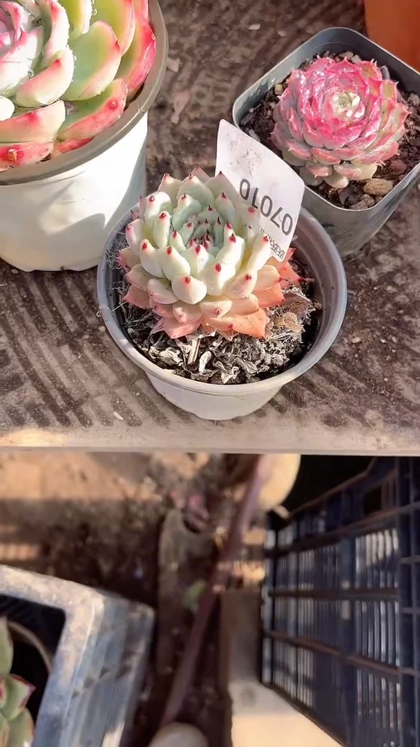 小**?跃跃精品多肉07010