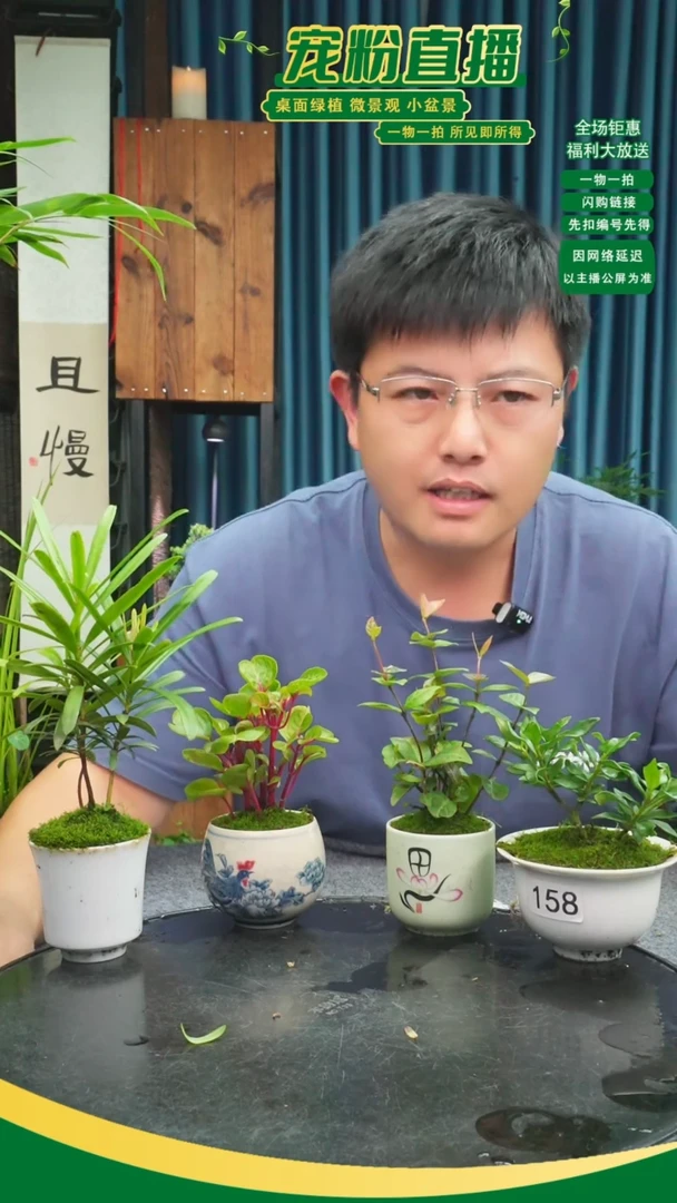 无花朵大***S苔藓微景观158号