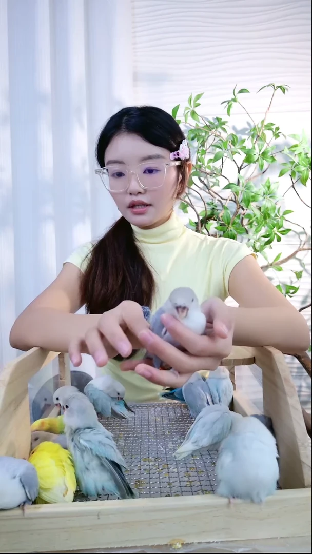 桃脸牡丹鹦鹉蓝薰