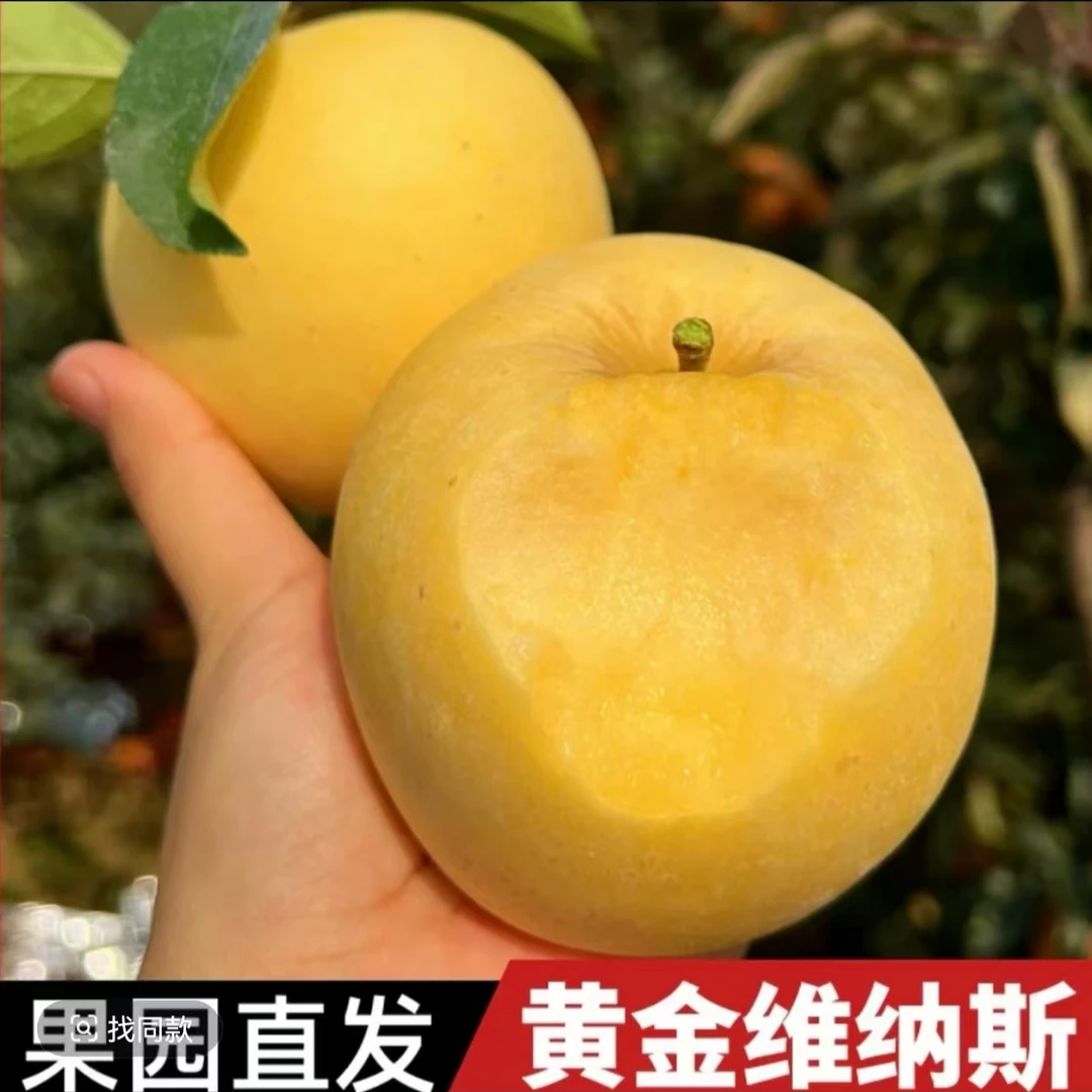 顺丰包邮大连维纳斯黄金苹果当季新鲜脆甜薄批奶油黄金苹果