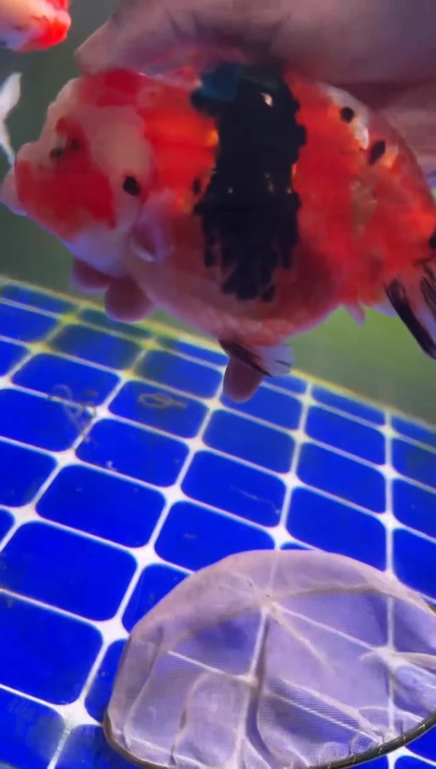 金鱼（运费自理，马印灯照射）福州追鱼兰寿金鱼