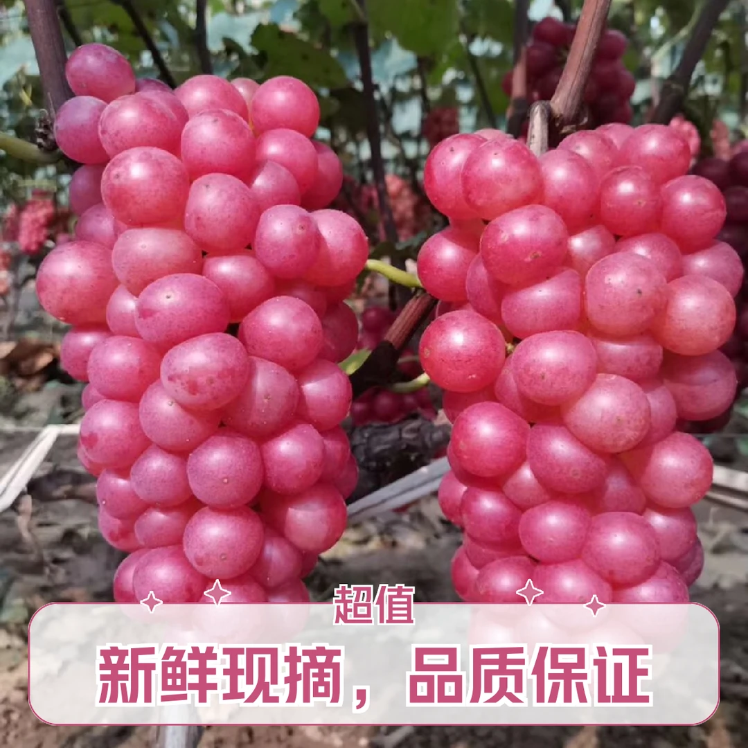 安芸皇后葡萄 顺丰冷链净果五斤 新鲜孕妇水果酸甜无籽现采现发上海市上海市