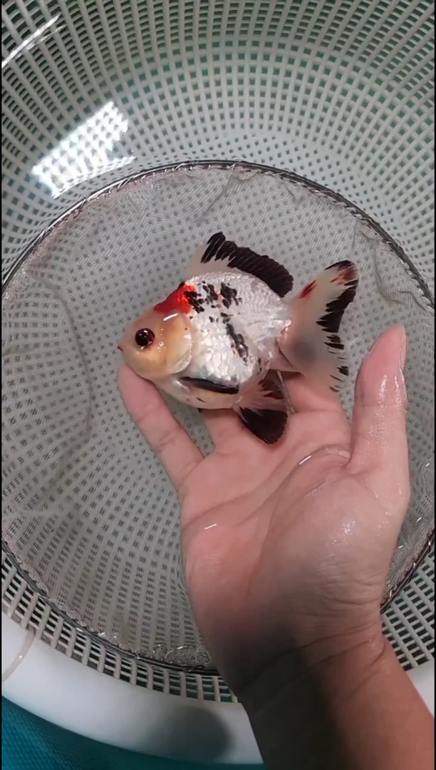 狮头鱼没满30加拍15包装费