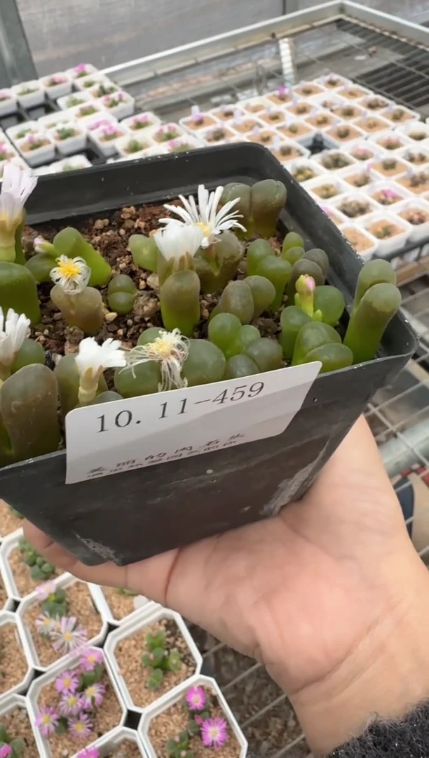 肉锥生石花11-459