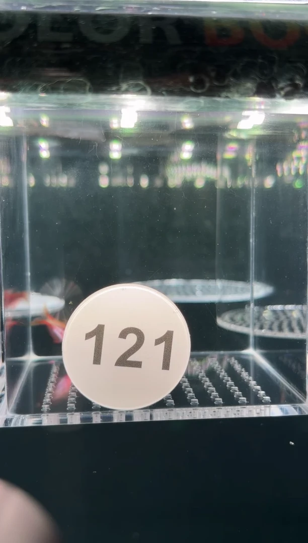 灯科鱼【121】超级红魔鬼