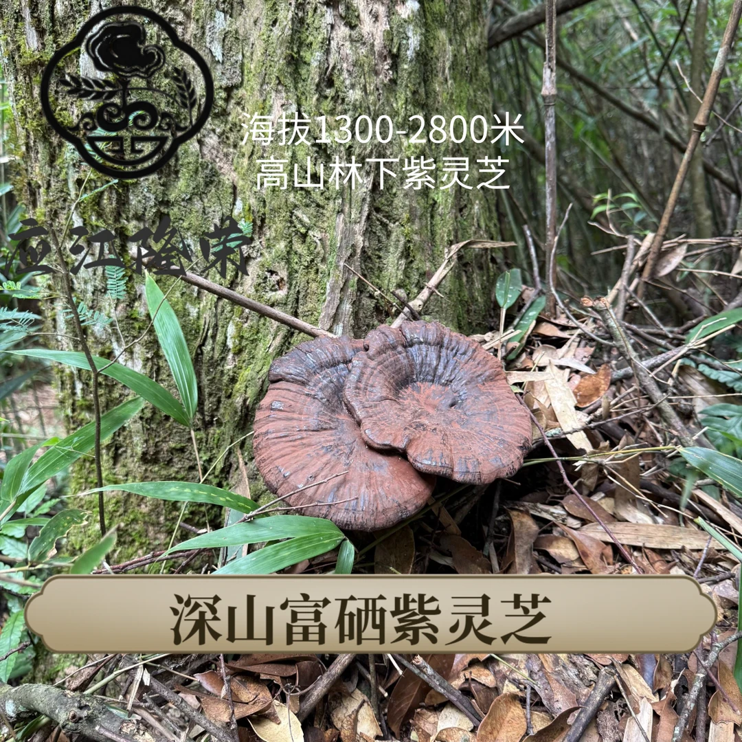 支持试吃（不苦）【深山富硒紫灵芝】高海拔林下黑野灵芝孢子粉生孢子